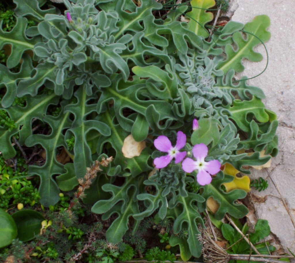 Matthiola sinuata?